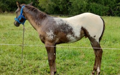 APPY RANCH MAGIC MAN O WAR