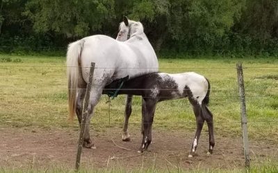 APPY RANCH MAGIC MAN O WAR