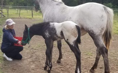 APPY RANCH MAGIC MAN O WAR