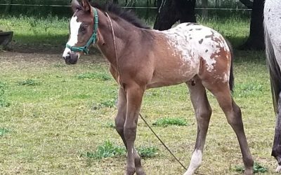 APPY RANCH MIDNIGHT COWBOY O WAR