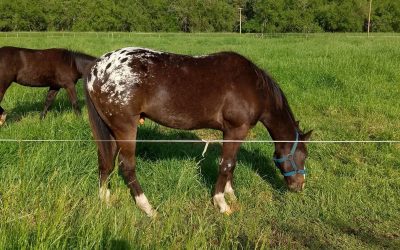 Red-Charrua-O-War_01