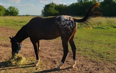 Red-Charrua-O-War_02