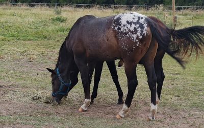 Red-Charrua-O-War_03