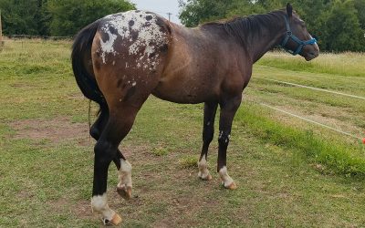 Red-Charrua-O-War_04