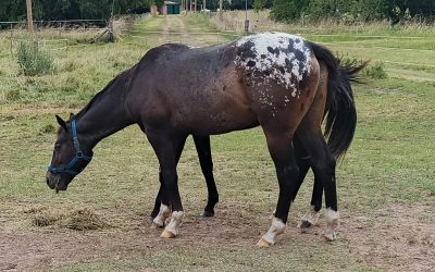 Red-Charrua-O-War_05