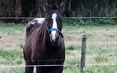 Red-Charrua-O-War_06